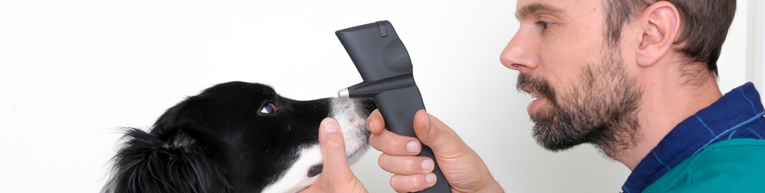 Microchipping Your Dogs I Boundary Vets